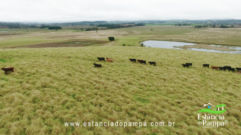 DA VARZEA ATE O GADO NA COXILHA.00_00_52_26.Quadro012_1e2bcdbb3254b0df8fe528ca87c3c4accccef06c.jpg